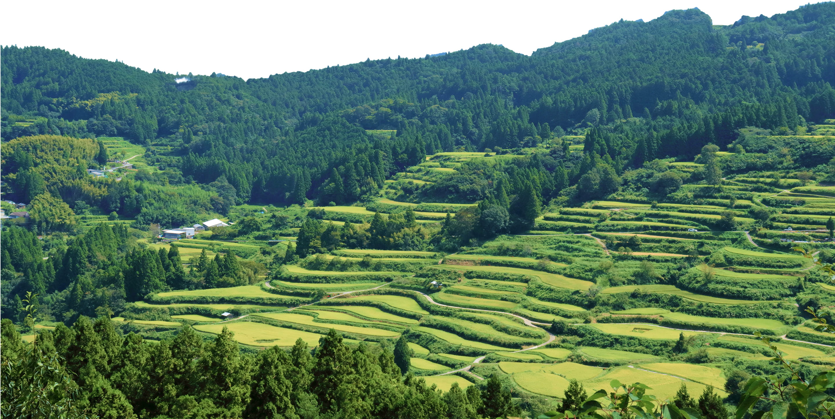 緑豊かな山間に広がる美しい棚田の風景